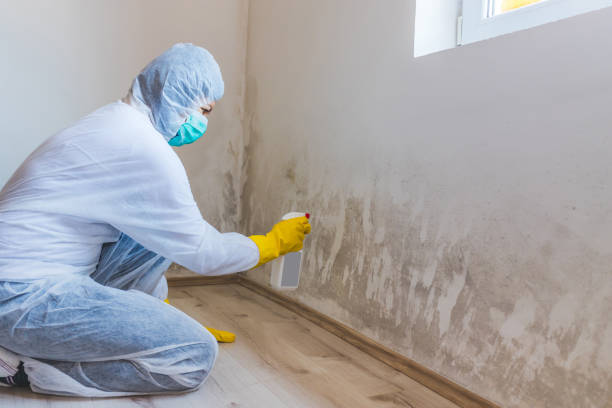 Licensed Basement Mold Removal service in Wernersville, PA - WQB Mold Removal