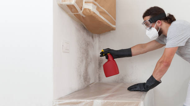 Professional Basement Mold Removal technician working in Wernersville, PA