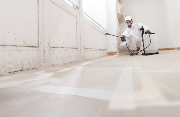 24/7 Emergency Basement Mold Removal experts in Wernersville, PA