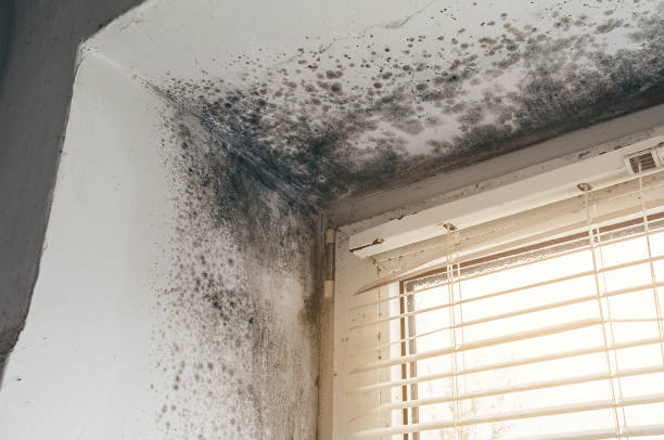 Affordable Basement Mold Removal solutions in Wernersville, PA