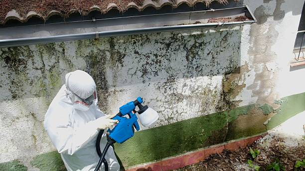 Top rated local Basement Mold Removal specialists in Wernersville, PA